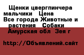 Щенки цвергпинчера мальчики › Цена ­ 25 000 - Все города Животные и растения » Собаки   . Амурская обл.,Зея г.